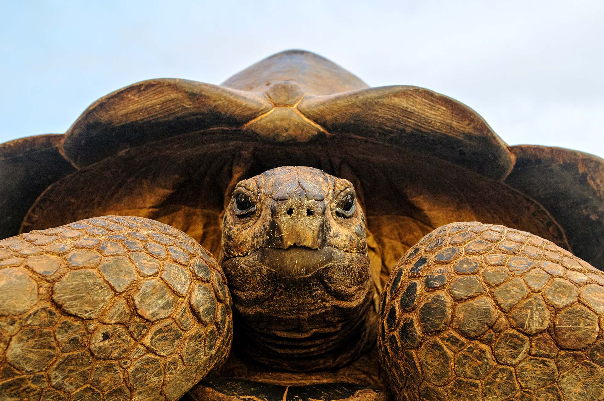 Aldabra reuzenschildpad