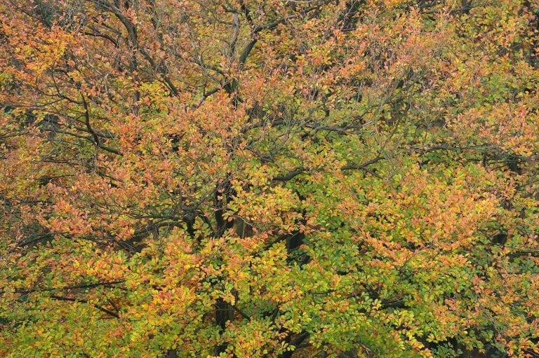 Herfstig gekleurde beuk in Kaapse Bossen, gefotografeerd vanuit uitkijktoren De Kaap.