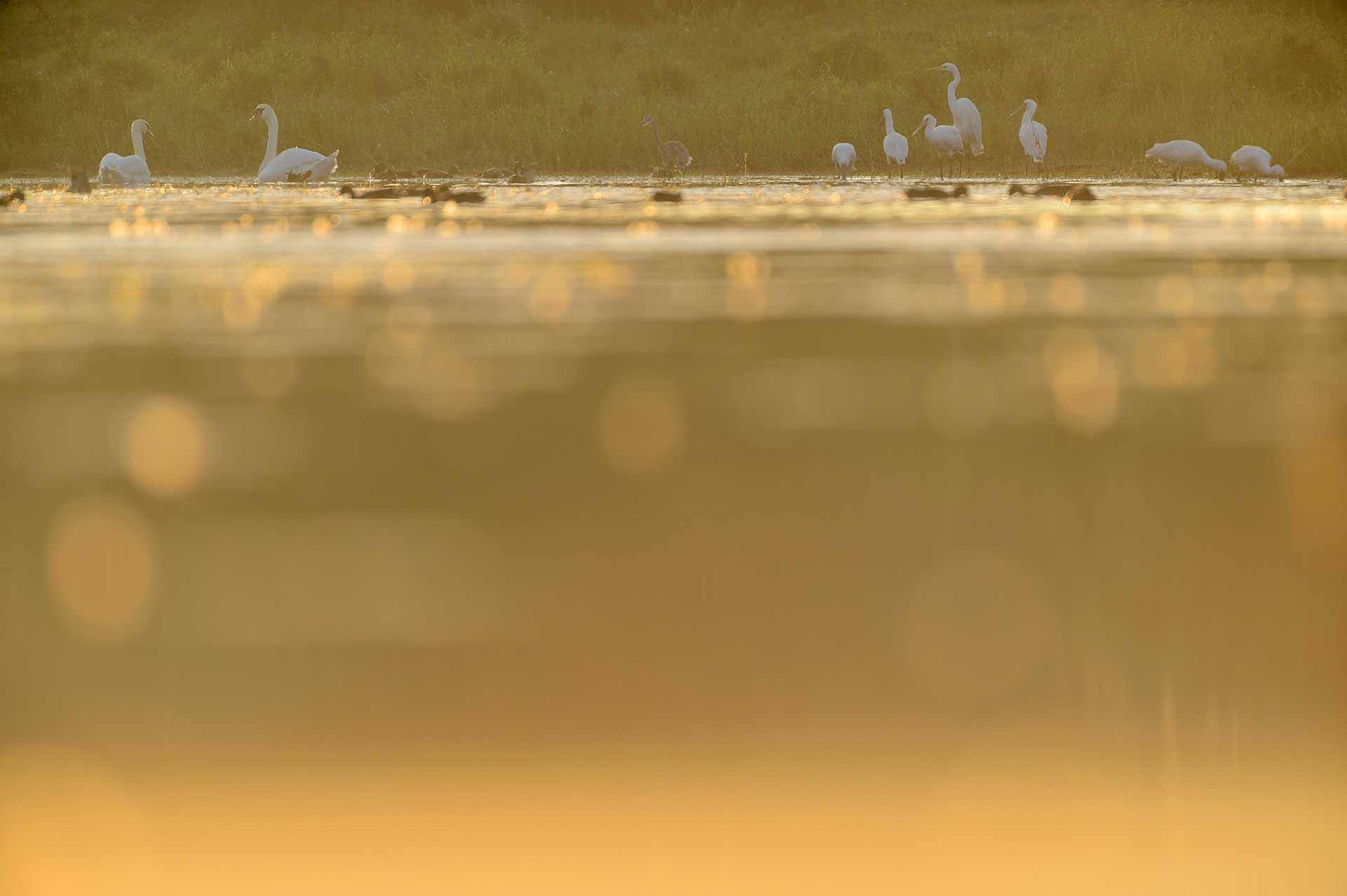 Vogels in de vroege ochtend in de Blauwe Kamer