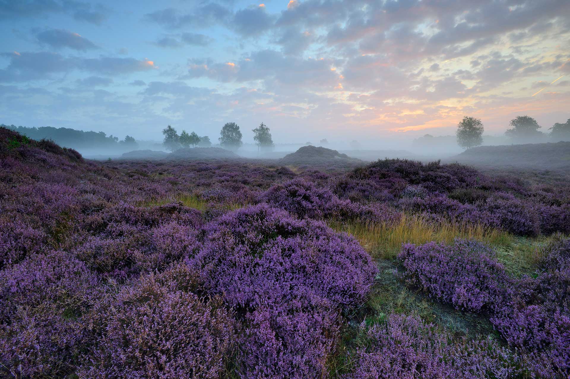 Bloeiende struikheide op de Utrechtse Heuvelrug