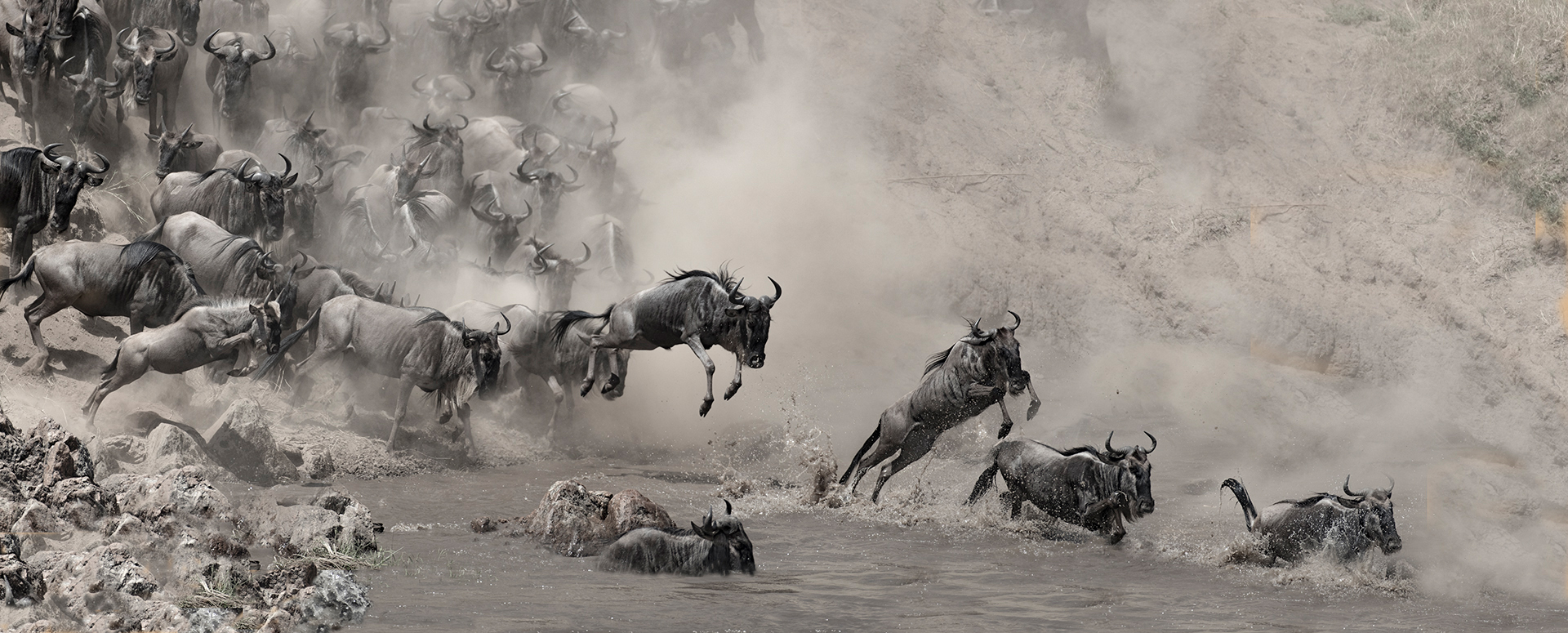 Gnoes springen in de Mara rivier