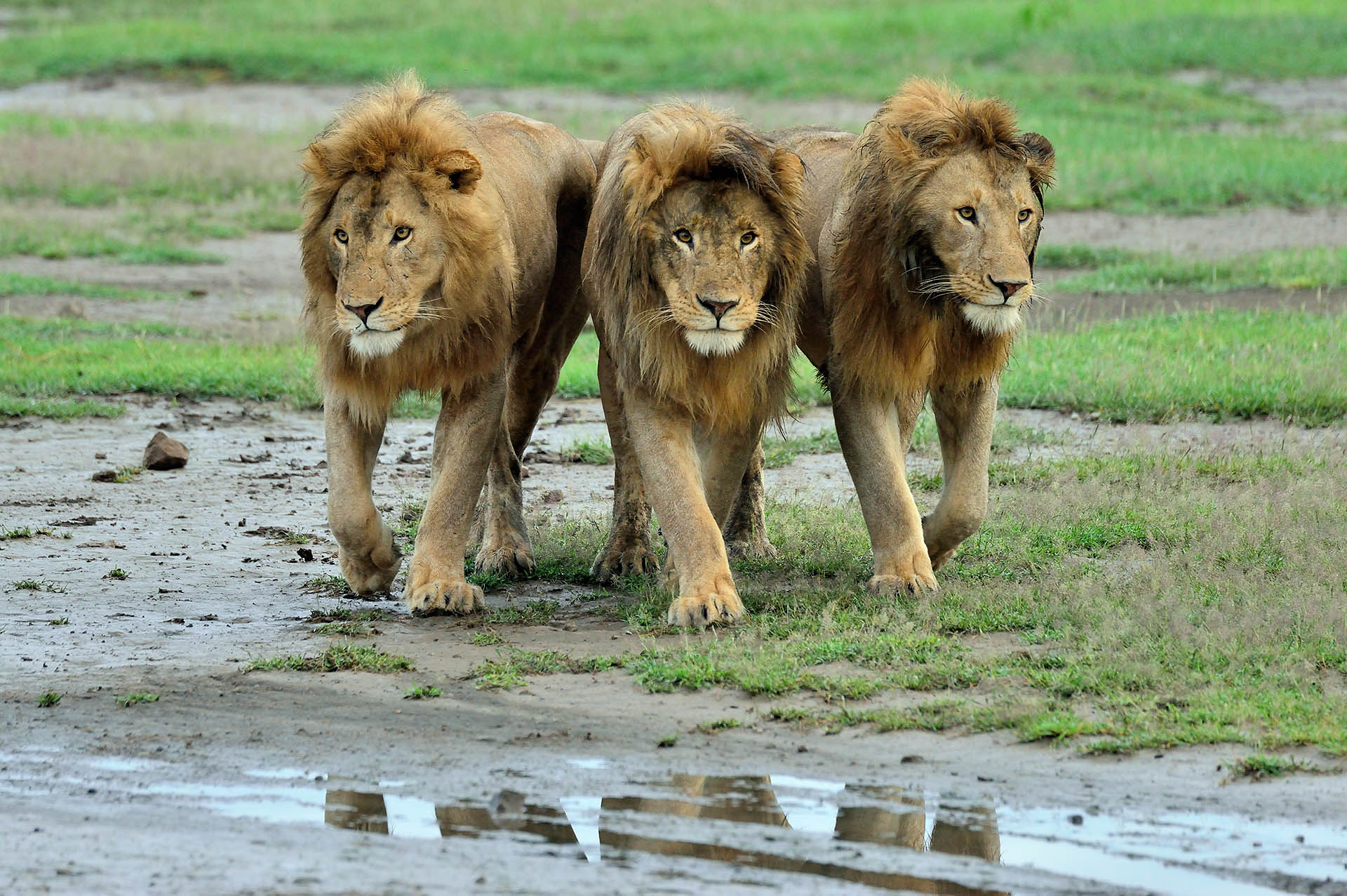 Fotografie op safari - Workshop Natuurfotografie