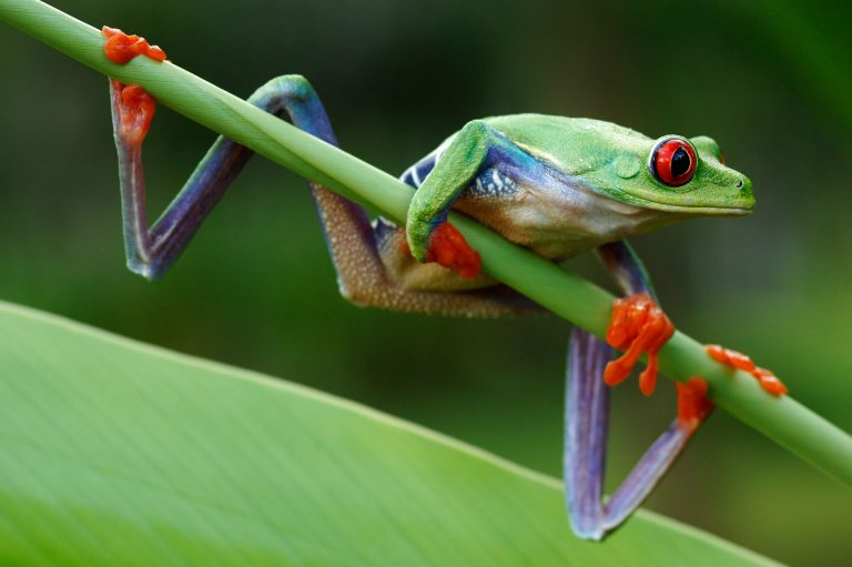 Roodoogboomkikker in Costa Rica