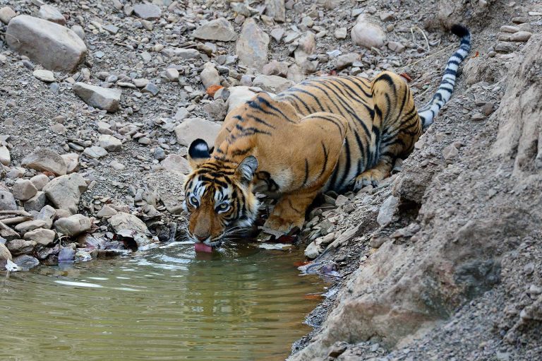 Drinkende tijger in Ranthambhore