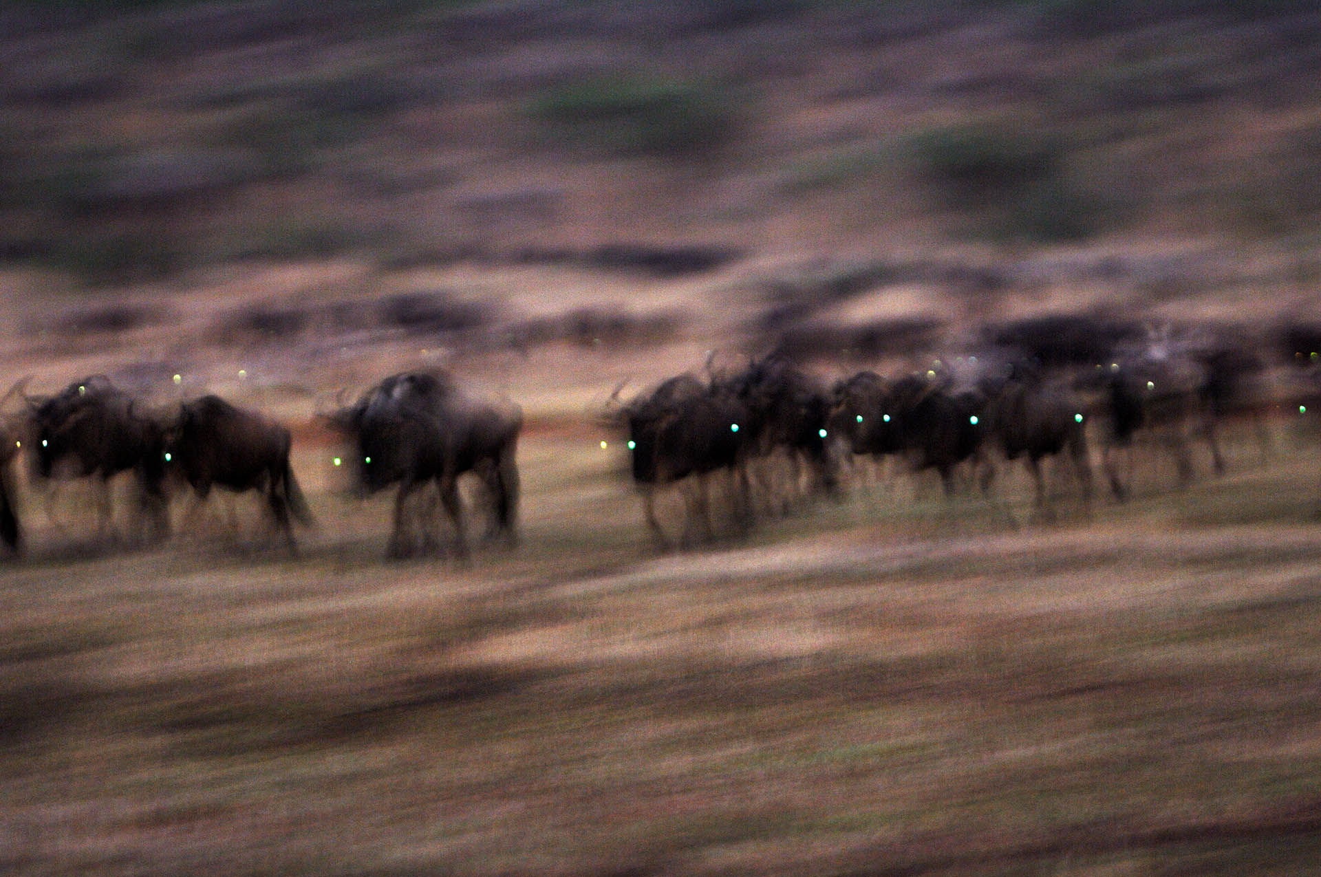 De grote trek van de gnoe trekt veel toeristen naar de Serengeti.