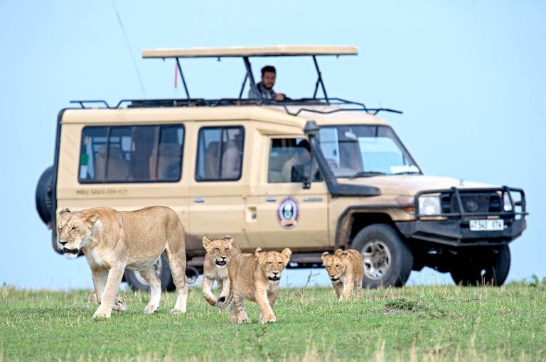Leeuwen en safari jeep in Serengeti Nationaal Park