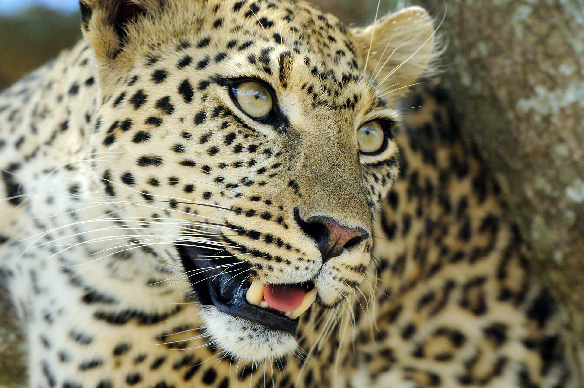 Luipaard in boom in Serengeti