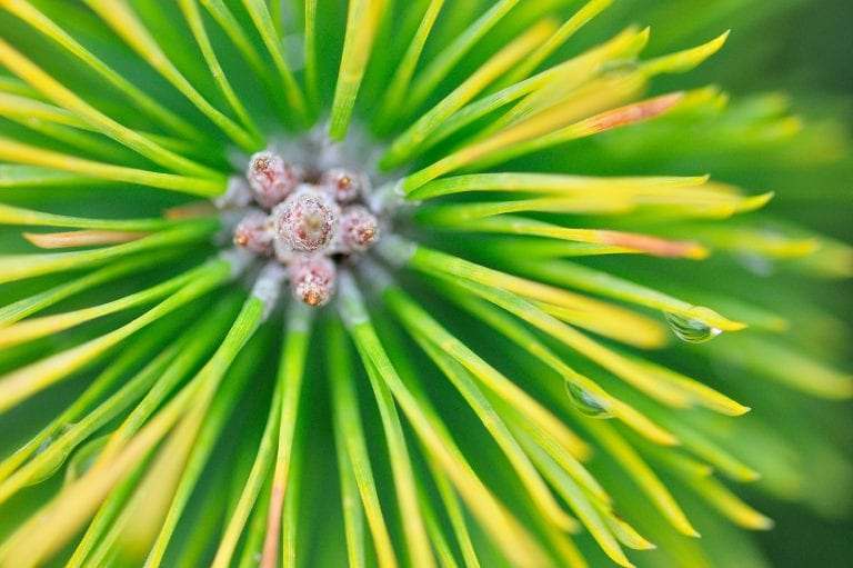 Macro fotografie van een jonge vliegden op het Kootwijkerzand