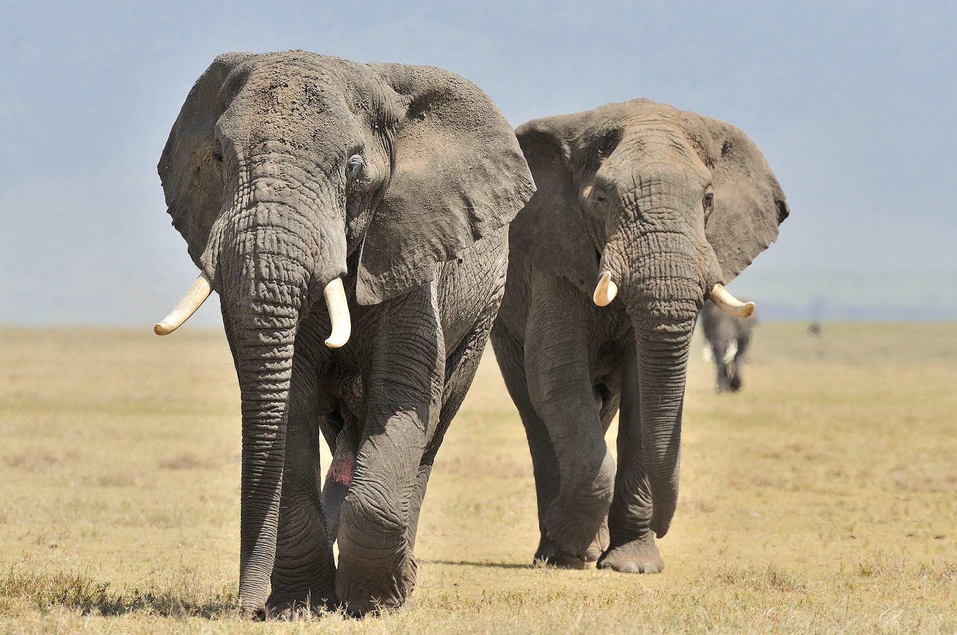 In de Ngorongoro krater zien we grote mannetjes olifanten