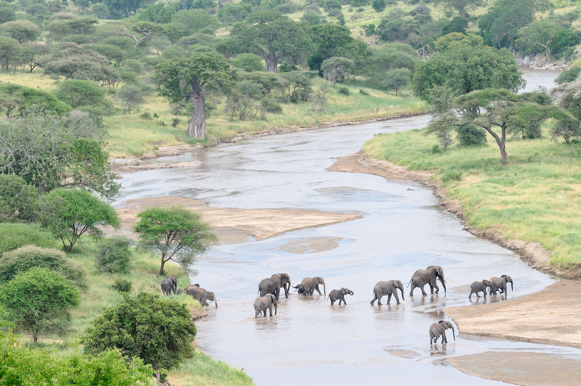 Olifanten steken de Tarangire rivier in Tanzania over