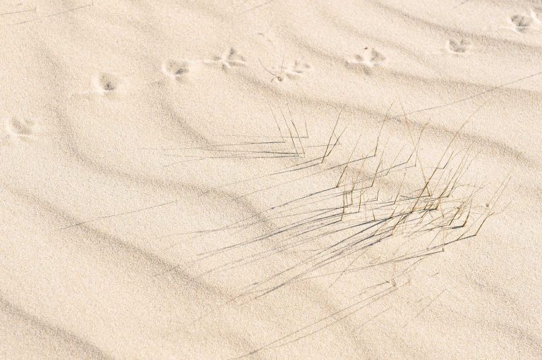 De regel van derden toegepast op zandpatroon, grassprietjes en vogelsporen op het Kootwijkerzand