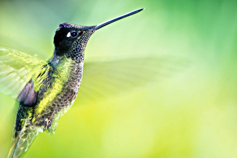 Vliegende rivoli's kolibrie