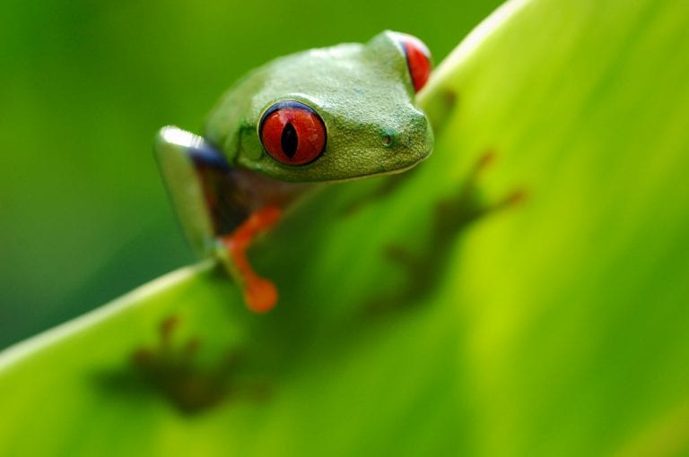 Roodoogboomkikker kijkt over de rand van een blad. Boek de fotoreis Costa Rica en fotografeer zelf roodoogboomkikkers.