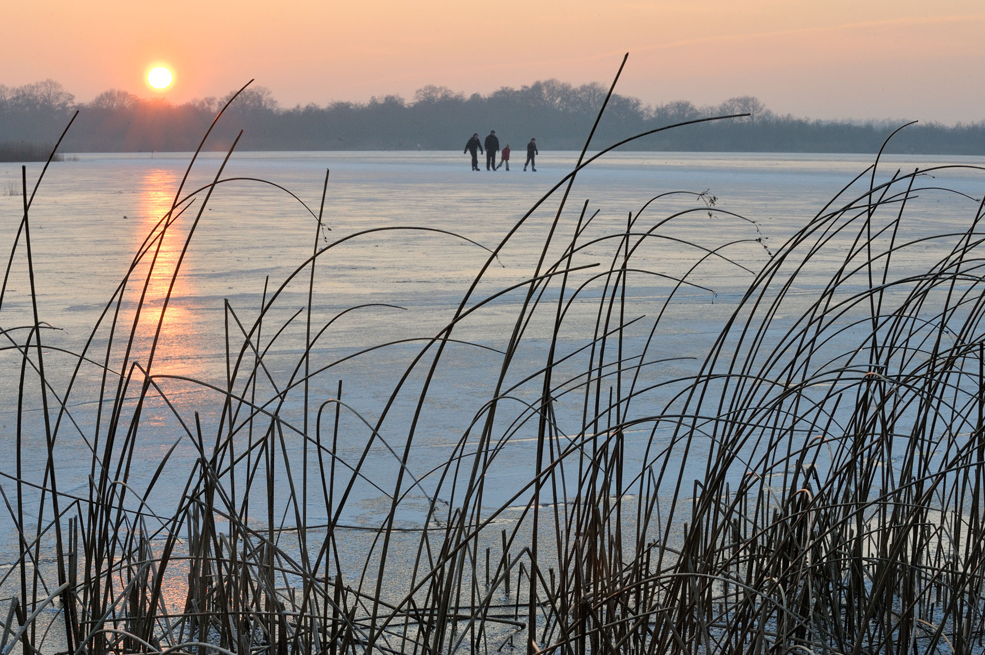 Schaatsers op de Ankeveense Plassen met op de voorgrond biezen.