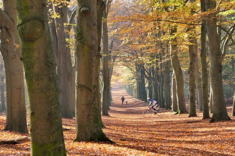 Statige beukenlaan op Amerongse Berg met mountainbiker en wandelaar