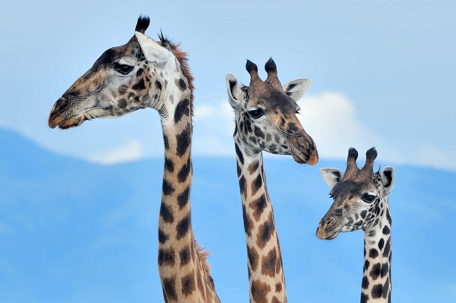 Drie giraffen tijdens Tanzania fotoreis Ndutu Serengeti Ngorongoro