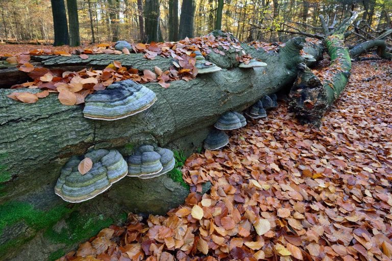 Tonderzwammen op liggende beuk op Amerongse Berg