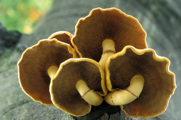 Een van onderaf gefotografeerde paddenstoel op een boom