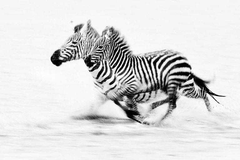 Zebra's rennend door Lake Ndutu