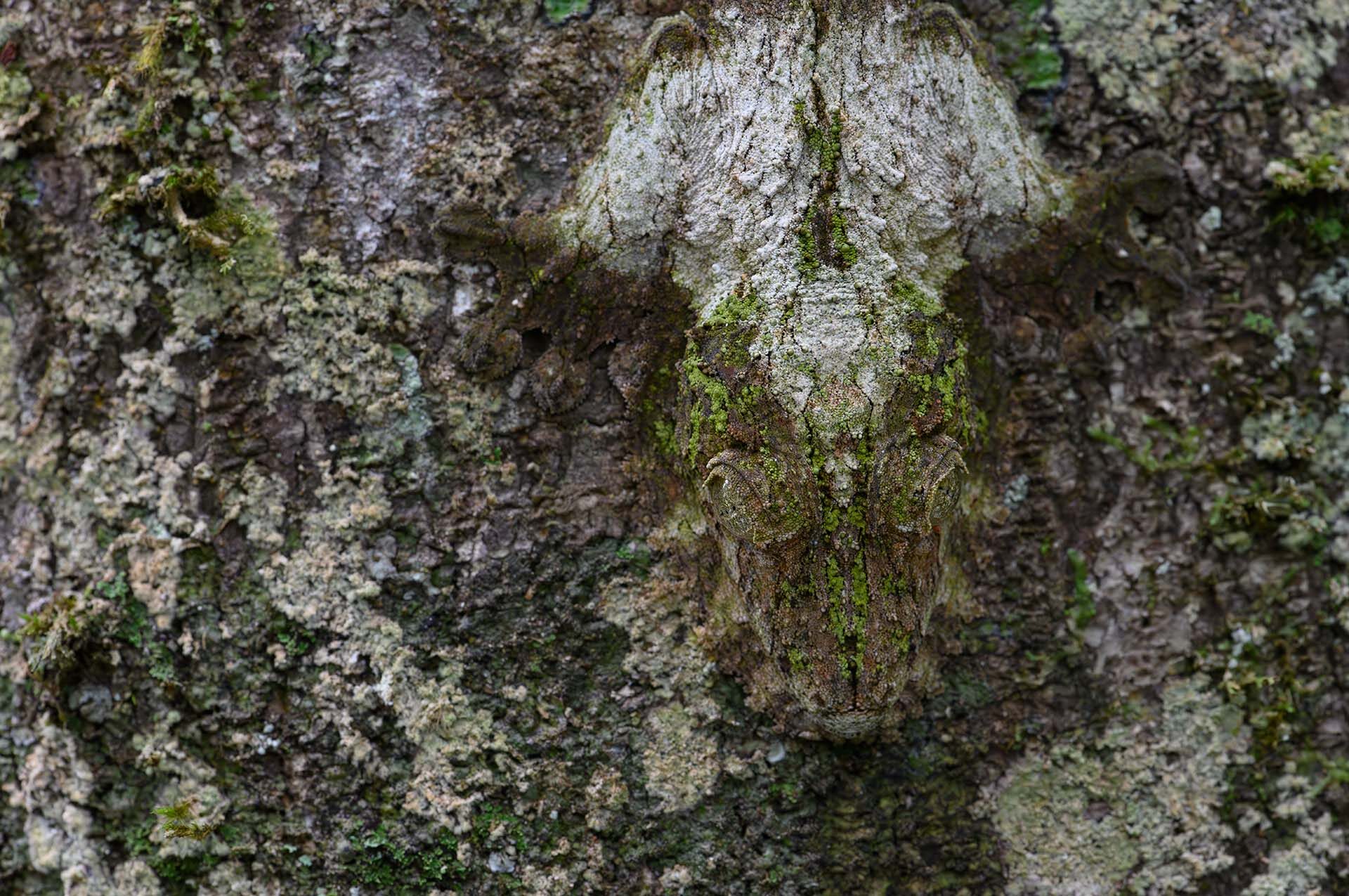 Bladstaartgekko op boom.