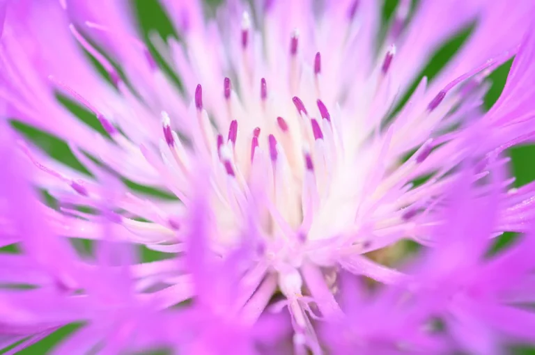 Close-up bloem