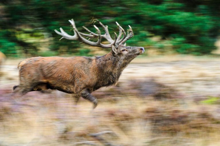 Mannetje edelhert Hoge Veluwe