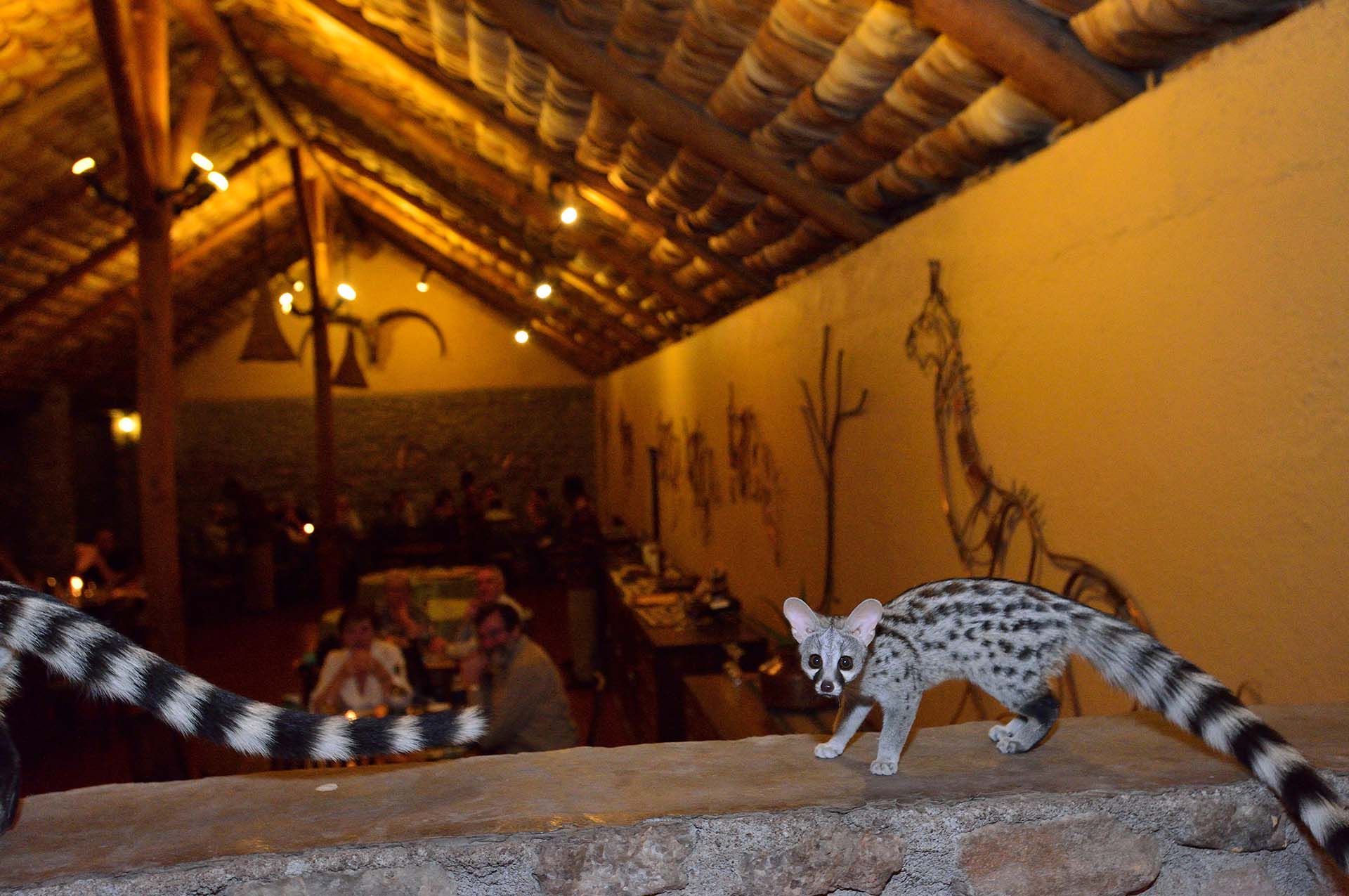 Genets in the Ndutu Safari Lodge