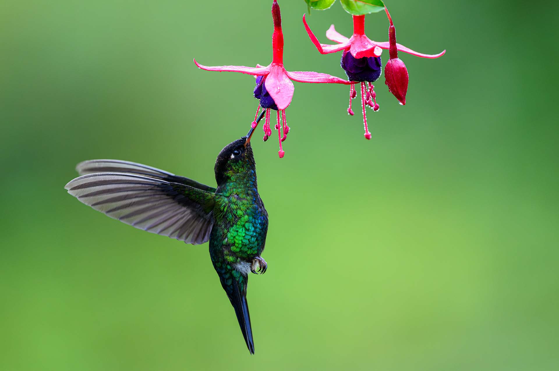 Kolibrie drinkt nectar uit Fuchsia bloem.