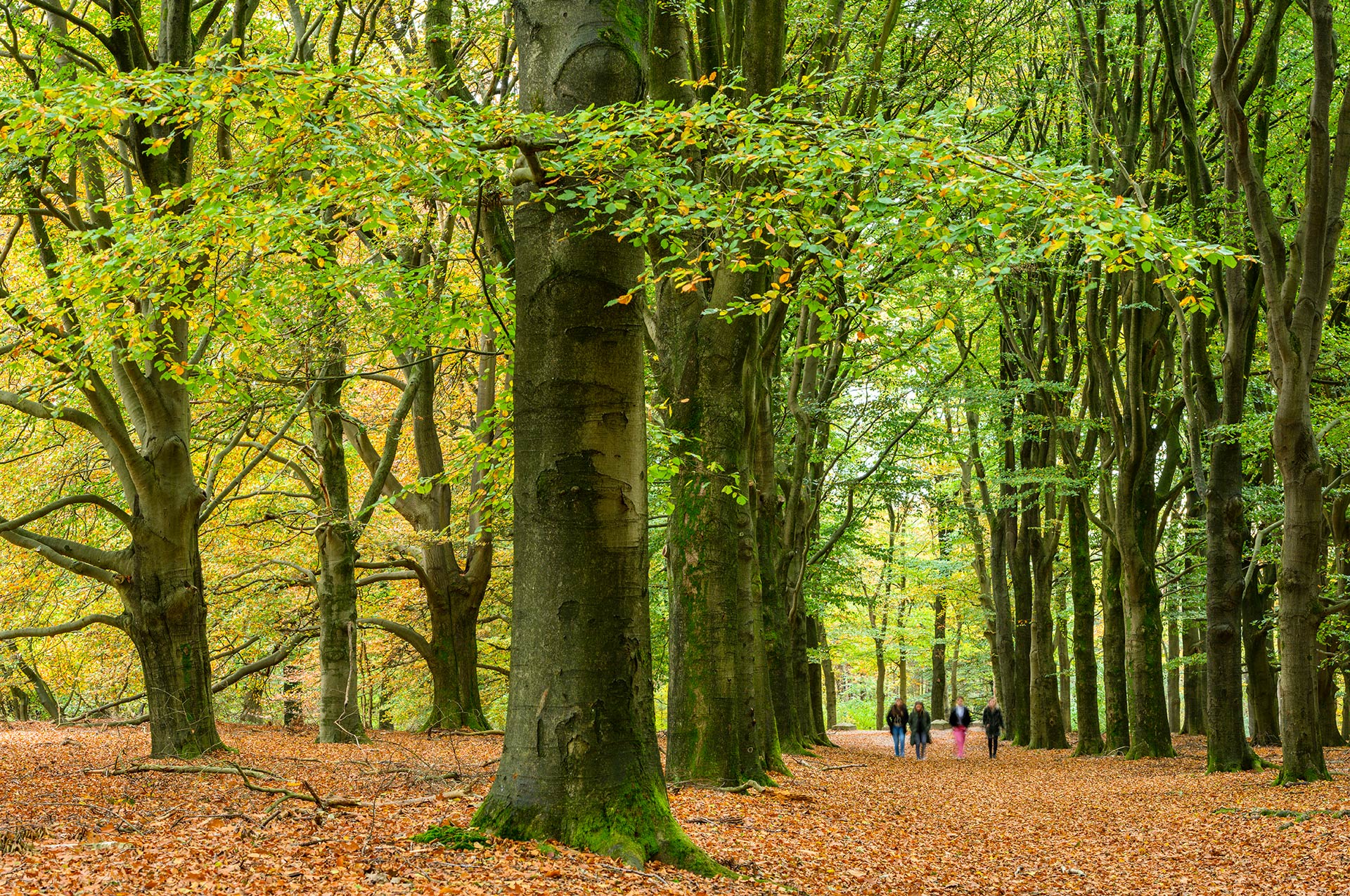 Wandelaars in beukenlaan