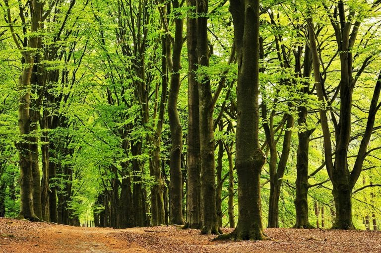 Beukenlaan in de Kaapse Bossen in het voorjaar.