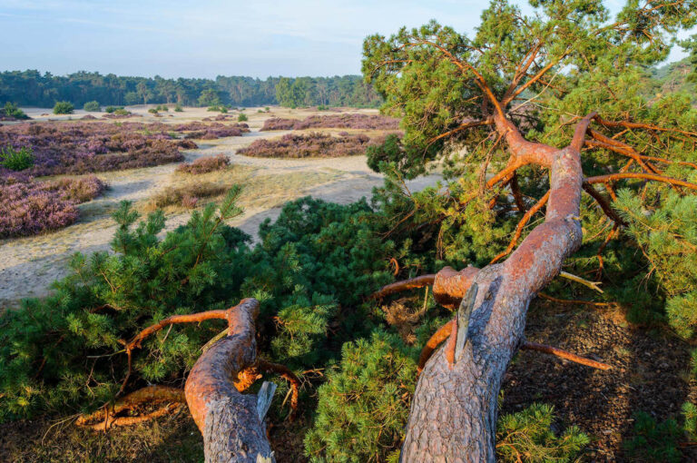 Boomstam grove den en heide