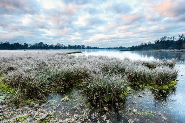 Leersumse Veld met rijp op pijpestrootjes