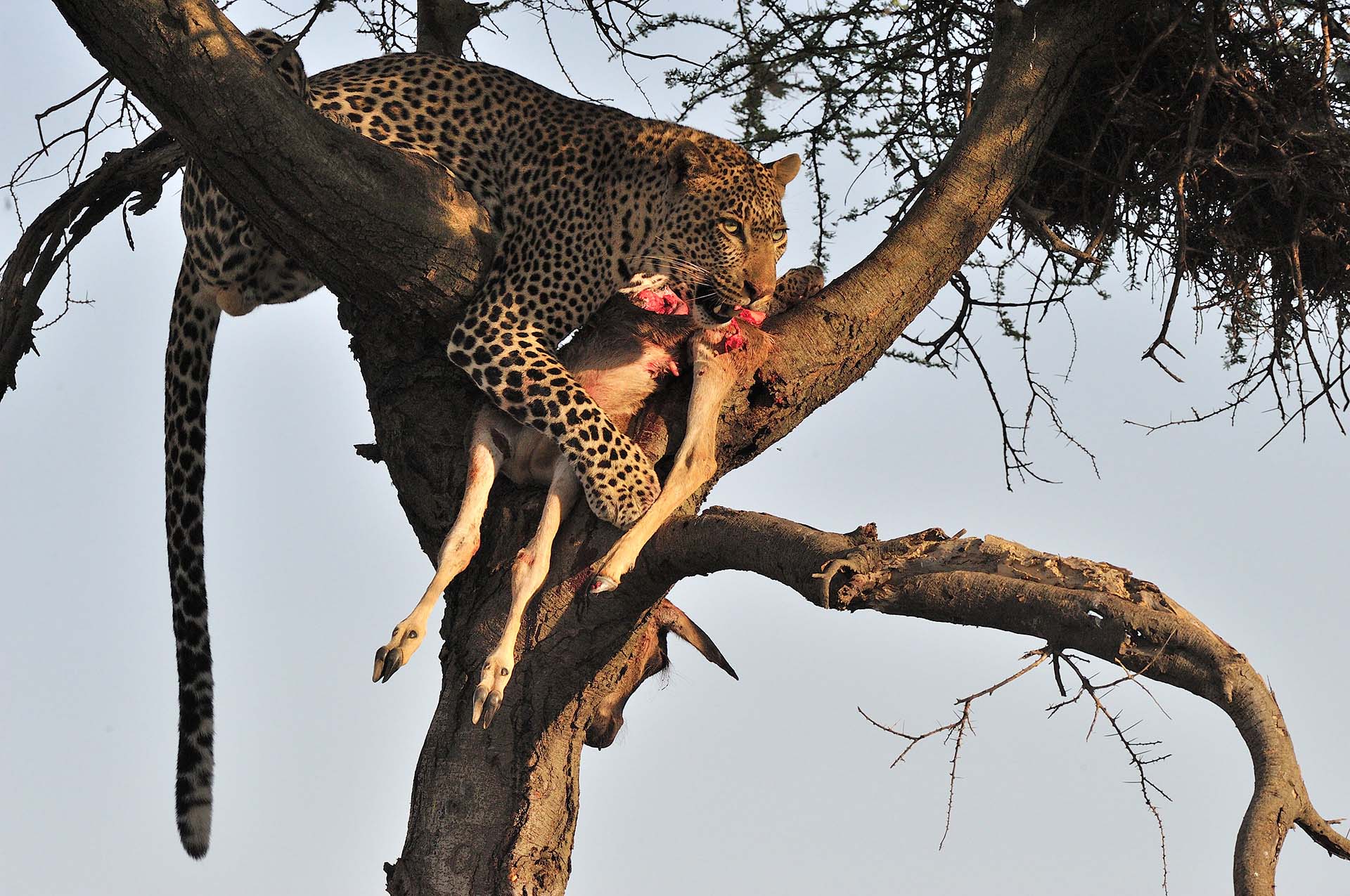 Leopard with wildebeest calf kill