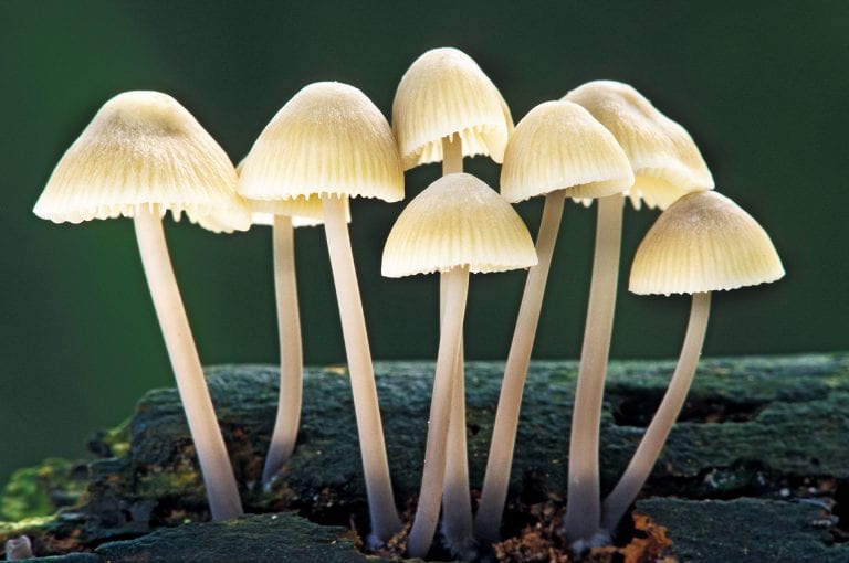 Mycena paddenstoelen in Amelisweerd