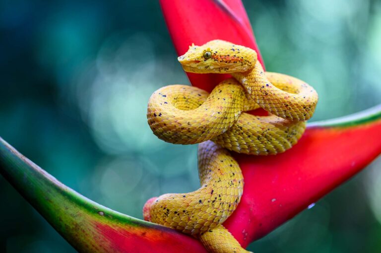 Slang op Heliconia.