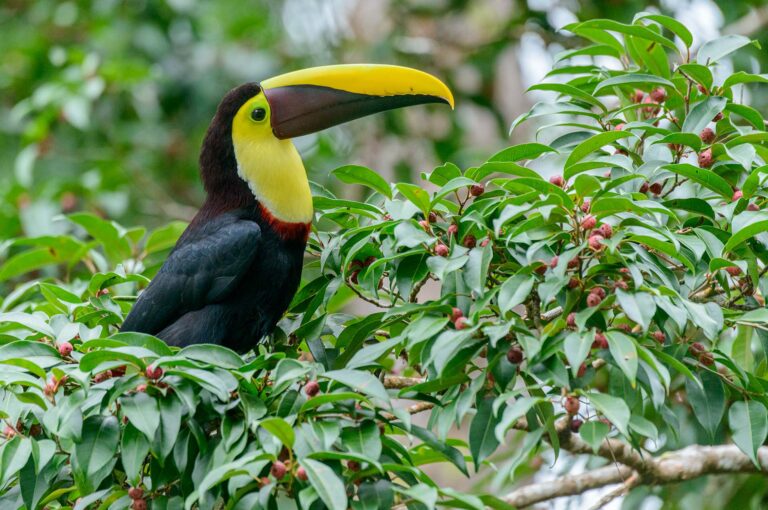 Toekan in boom met fruit.