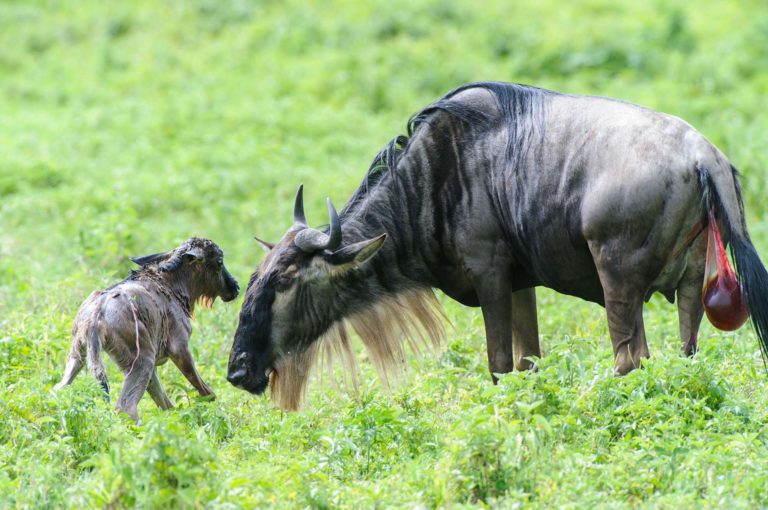 Newborn wildebeest calf