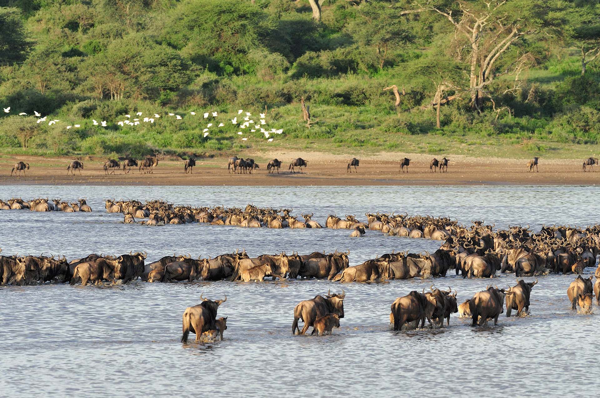 Wildebeest crossing Lake Ndutu