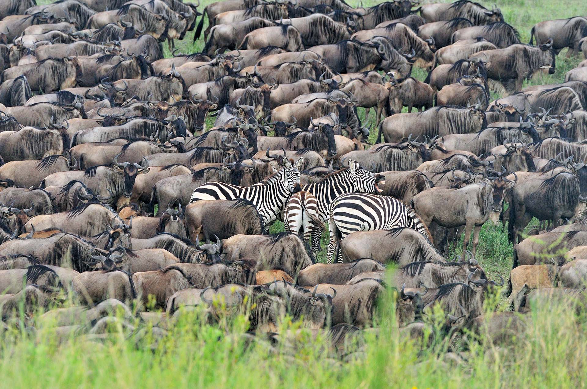 Wildebeest and zebra tight group in Ndutu