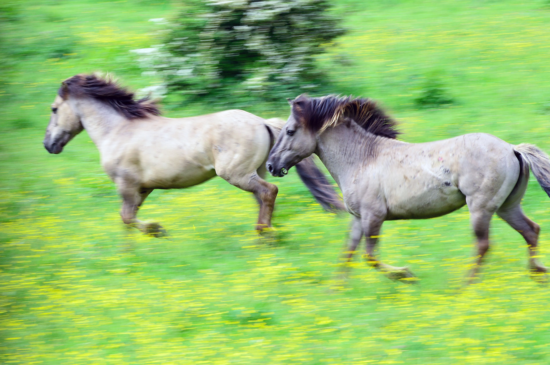 Workshop natuurfotografie Blauwe Kamer Rennende konik paarden in de Blauwe kamer
