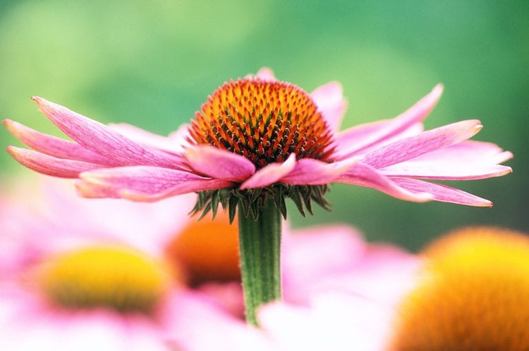 Portret van rode zonnehoed of wel Echinacea purpurea