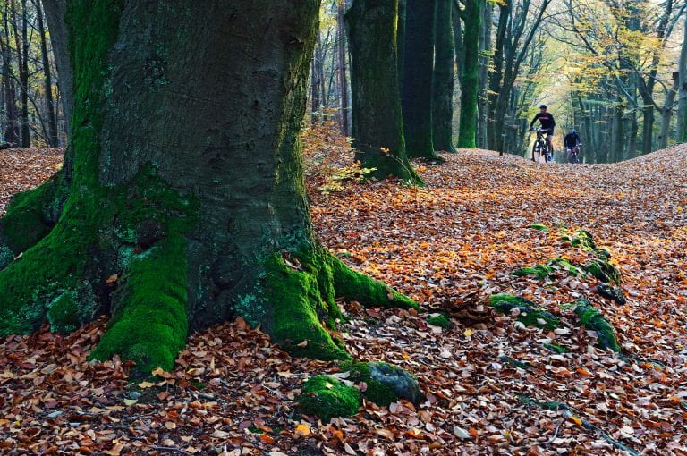 Mountain bikers in een steile beukenlaan.