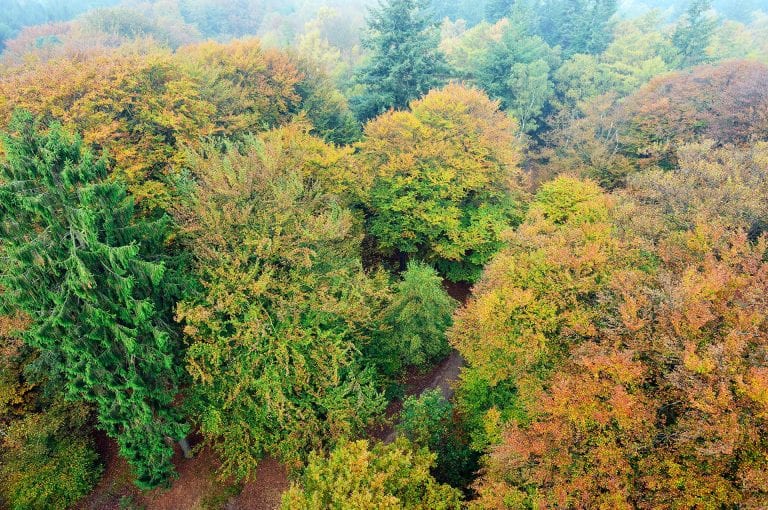 Vanuit de uitkijktoren kijk je bovenop de kruinen van de in herfstkleuren getooide bomen.