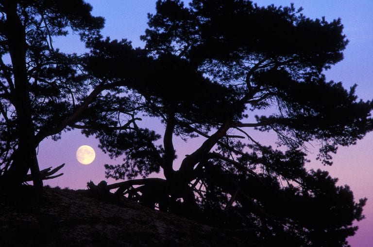 Promotie workshop natuurfotografie op het Kootwijkerzand