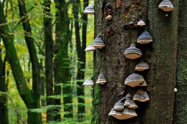 Beuken boom met paddenstoelen