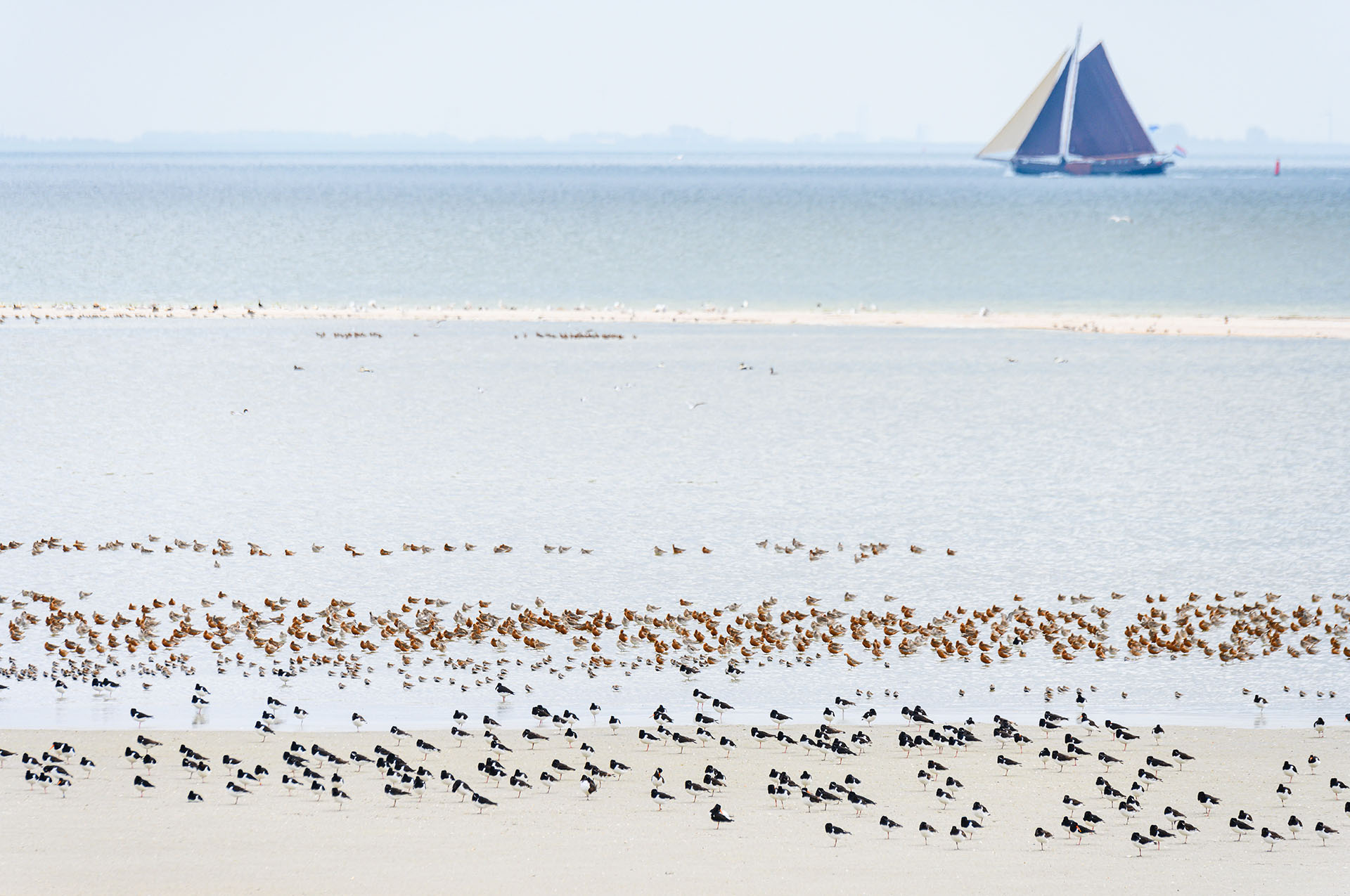 Waadvogels op een zandplaat, in de achtergrond een schip